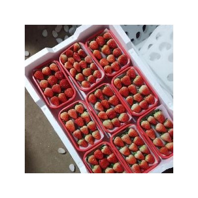 加工用优质草莓