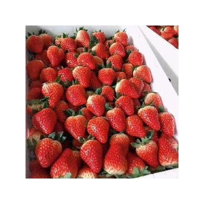 加工用优质草莓图4