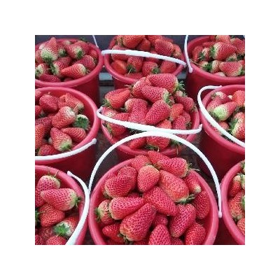 工厂加工用优质草莓