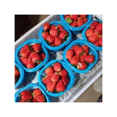 新鲜草莓图5