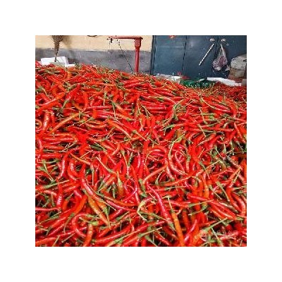 小米椒价格小米椒精品山东产地图2