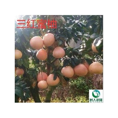 蜜柚苗红肉蜜柚苗湖南树人基地直供红肉蜜柚批发