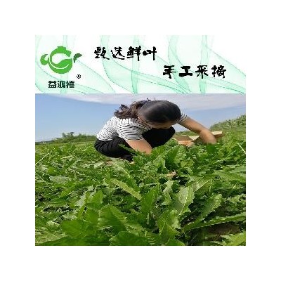 蒲公英野菜正品精选