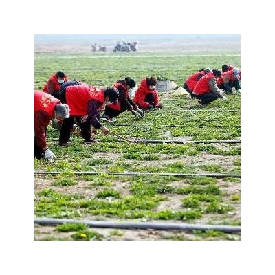 蒲公英野菜正品精选图2