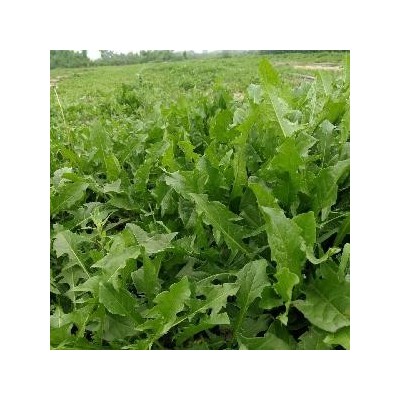 蒲公英野菜正品精选图4
