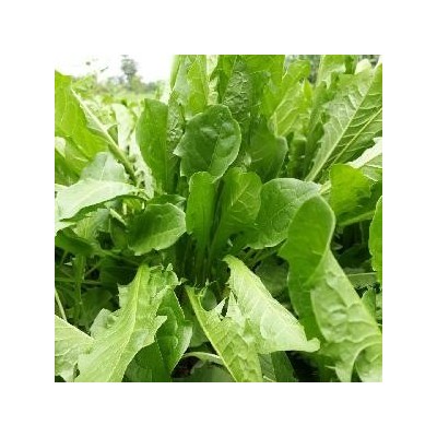 蒲公英野菜正品精选图3