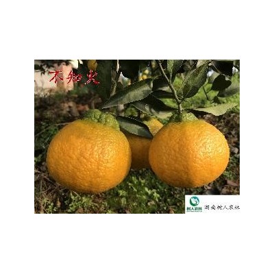 湖南树人基地直供晚熟柑橘品种不知火丑柑苗批发