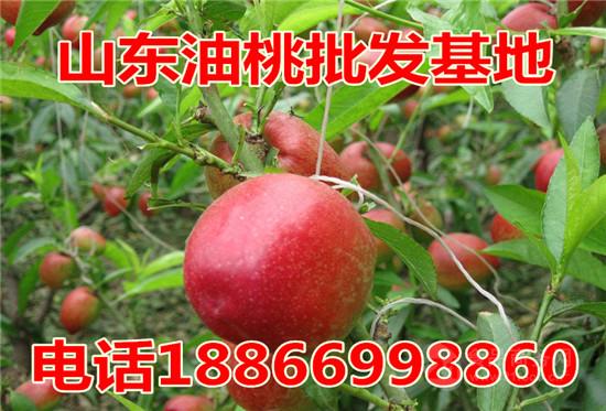 今日油桃价格行情分析珍珠枣油桃价格