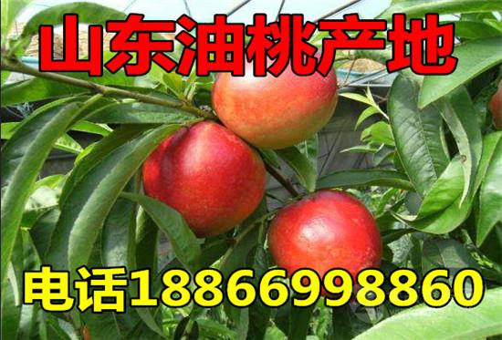 今日油桃价格行情分析珍珠枣油桃价格