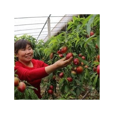 今日油桃价格行情分析珍珠枣油桃价格图4
