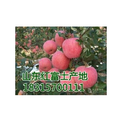 湖北红富士苹果价格是多钱湖北苹果批发多钱一斤图3