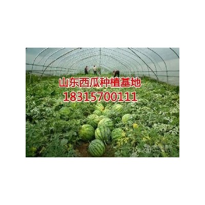 今日西瓜价格是多钱一斤西瓜产地报价一览表图2