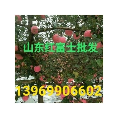 红富士苹果批发 山东苹果图4