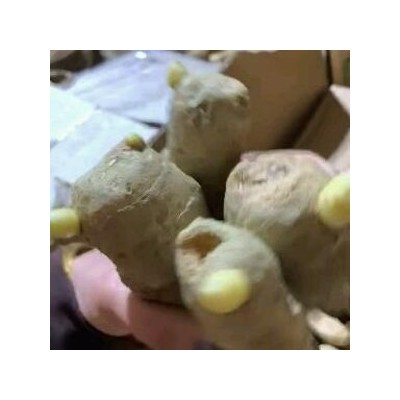 山东姜种批发 小黄姜姜种价格