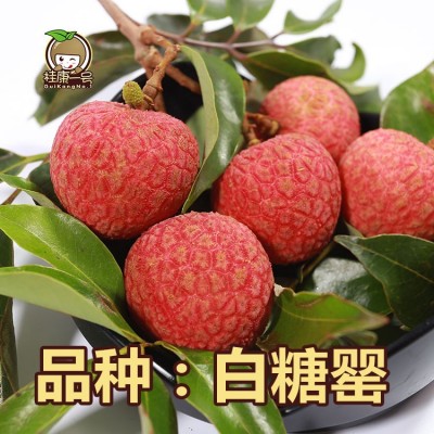 6月上旬发货荔枝新鲜桂味白糖妃罂子笑5斤水果整箱当季顺丰包邮图3