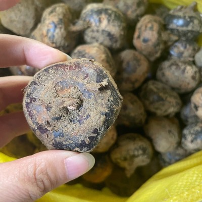 人工去皮新鲜马蹄 真空包装荸荠 餐饮甜品批发图2