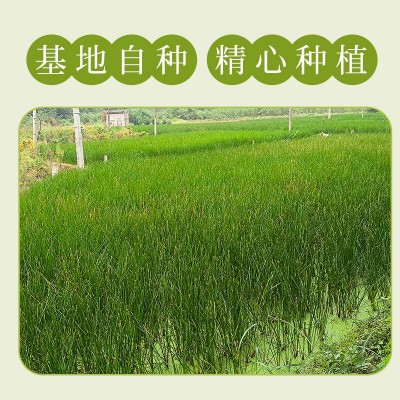 冷冻马蹄整粒速冻荸荠批发 餐饮馅料门店图3