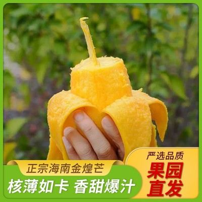 海南金煌芒新鲜水果芒果青皮/黄皮金煌芒大青芒3/5/9斤包邮代发图3