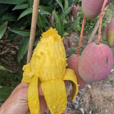 海南贵妃芒香甜多汁新鲜水果3/5/9斤整箱包邮代发图3