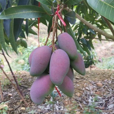 海南贵妃芒香甜多汁新鲜水果3/5/9斤整箱包邮代发图5