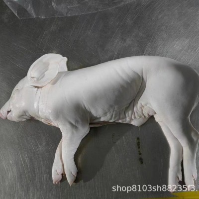 现杀整只新鲜乳猪冰鲜小乳猪脆皮烤乳猪小香猪小猪仔酒店宴会乳猪图5