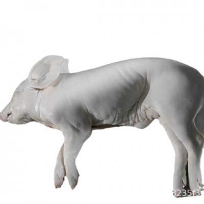 现杀整只新鲜乳猪冰鲜小乳猪脆皮烤乳猪小香猪小猪仔酒店宴会乳猪图2