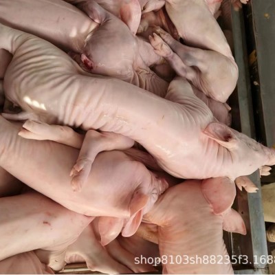 现杀整箱新鲜乳猪冰鲜小乳猪脆皮烤乳猪小香猪小猪仔酒店宴会乳猪图4