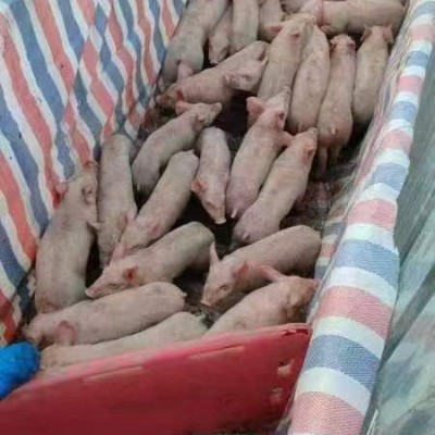现杀a2a1整只新鲜乳猪冰鲜小乳猪脆皮烤乳猪小香猪小猪仔酒店宴会图2