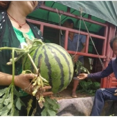 8424西瓜格 今日8424西瓜产地收购价格图5