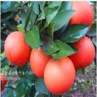 柑桔新品种 红美人（爱媛28号）柑桔苗