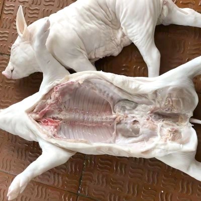 鲜冻烤乳猪半成品新鲜生鲜白条整只广式脆皮烤乳猪小耳朵巴马香图3