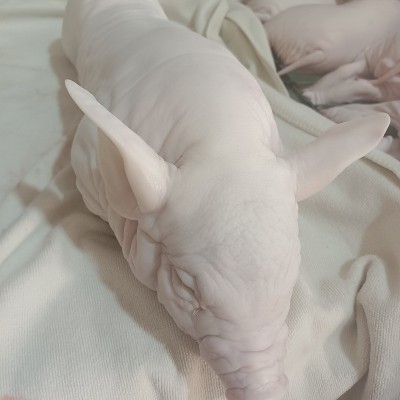鲜冻烤乳猪冰鲜整只小耳朵冷冻乳猪现杀4到30斤脆皮小香猪冻乳猪图2