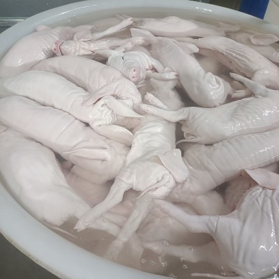 现杀鲜冻烤乳猪冰鲜冷冻乳猪4到30斤脆皮小香猪冻乳猪批发