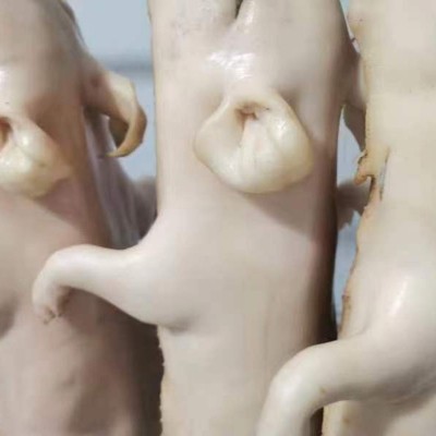 新鲜冷冻乳猪整只鲜冻乳猪酒店商用烤乳猪批发厂家直销冷冻现杀图3