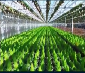 提高农产品的品质，青叶枫禾微生物菌剂还能增加蛋白质、糖分、维生素和氨基酸的含量。