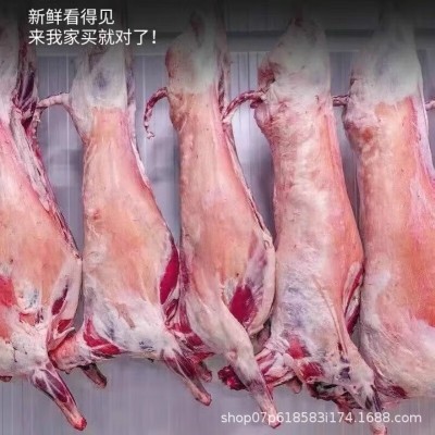 碱滩羊 内蒙古生鲜散养羔羊6-8个月羊酮体整只图4