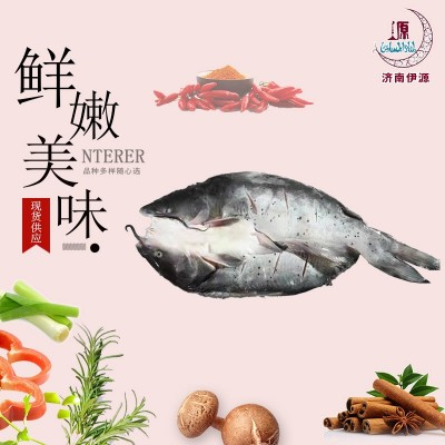 酒店半成品开背清江鱼 私房菜烤鱼店商用清江鱼 12条装鮰鱼清江鱼图2
