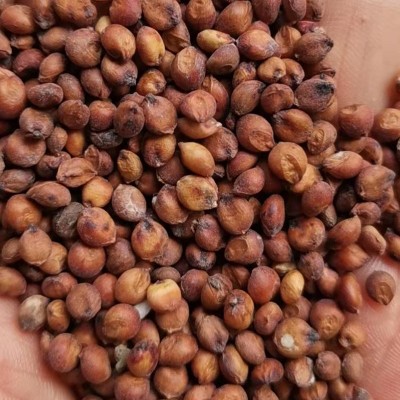 现货批发东北大颗粒带皮糯去壳黏高粱 红高粱酿酒烧酒原糯高粱图4