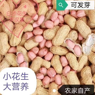 新货500g新鲜带壳花生干生花生带壳花生农家自种晒干自产图3