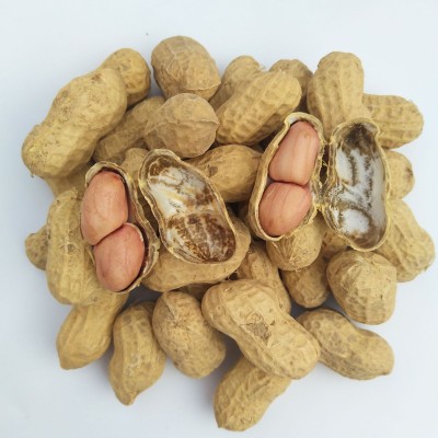 新货500g新鲜带壳花生干生花生带壳花生农家自种晒干自产图5