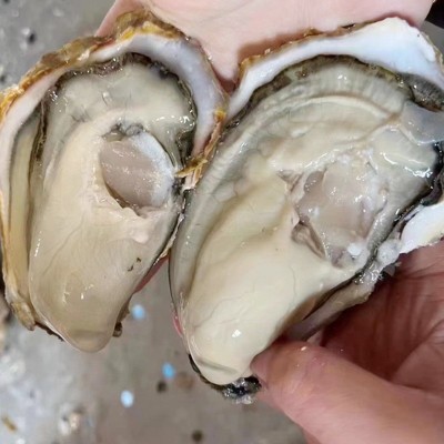 批发生蚝海鲜大个海蛎子带壳牡蛎肉新鲜水产非一整箱批发图2