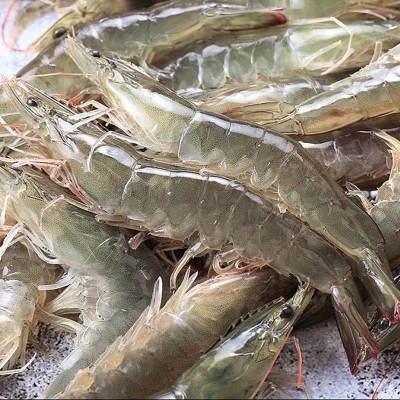 海水大虾鲜活海鲜超大青岛海虾冷冻白虾冻虾商用整箱批发基围虾图3