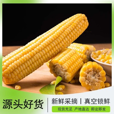 山西杂粮之都 BALLON REAR贝朗熊 新鲜黄糯玉米穗真空包装220g图2