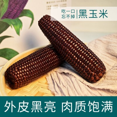 田里有草黑玉米甜糯玉米即食真空玉米产地批发招代理一件代发图3