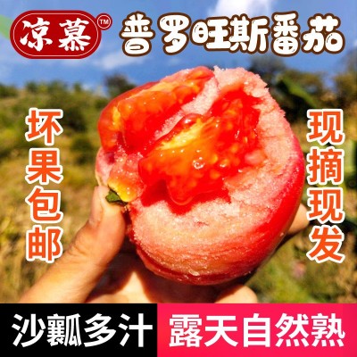 凉慕攀枝花普罗旺斯番茄自然熟西红柿露天新鲜洋柿子薄皮水果蔬菜图2