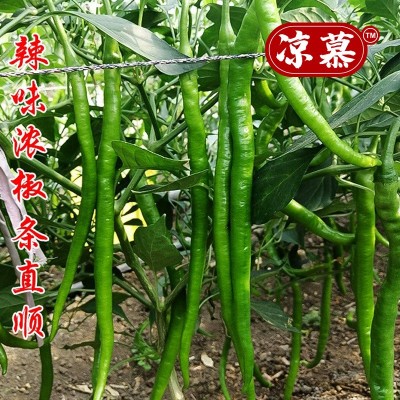 新鲜青辣椒青线椒薄皮辣椒尖椒二荆条辣椒5斤现摘蔬菜辣椒长线椒图5