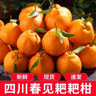 凉慕四川耙耙柑春见应季新鲜水果柑橘甜柑不知火丑八怪柑橘子整箱图2
