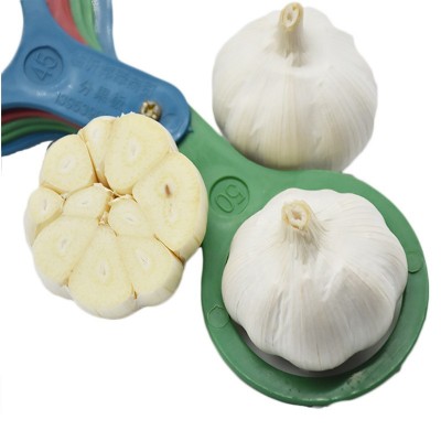 金乡保鲜大蒜紫皮大蒜白皮大蒜 garlic factory图4