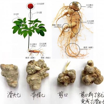 新货云南文山三七20头30头田七500g三七头批发可代磨三七粉图5