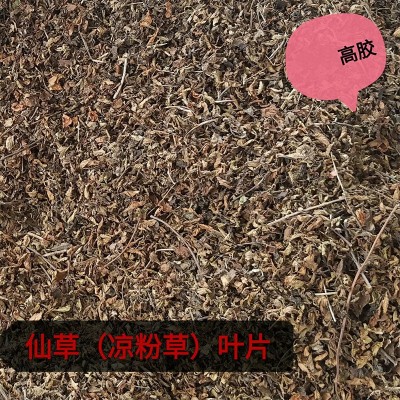 福建10公斤袋装仙草叶片 高胶做冻仙草叶片 凉粉凉茶无土烧仙草叶图3